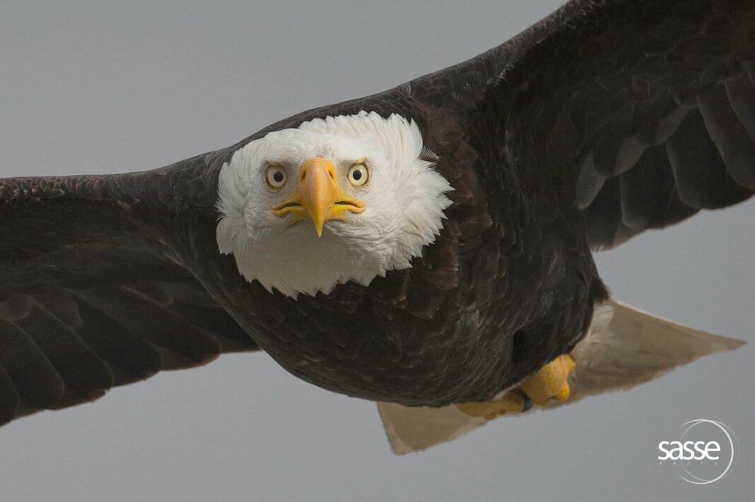 Hancock Bird - A magneficient Flying Bald Eagle