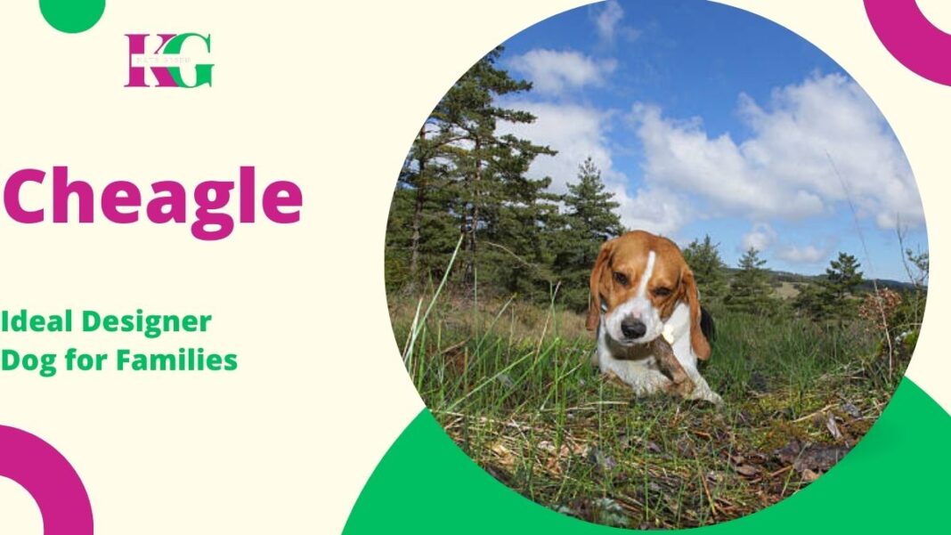 The Friendly Cheagle: The Ideal Designer Dog for Families in 2024