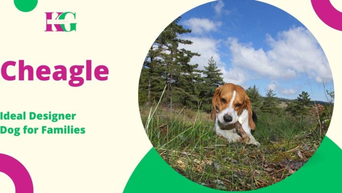 The Friendly Cheagle: The Ideal Designer Dog for Families in 2024